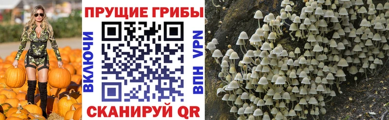 Псилоцибиновые грибы Psilocybine cubensis Калининград